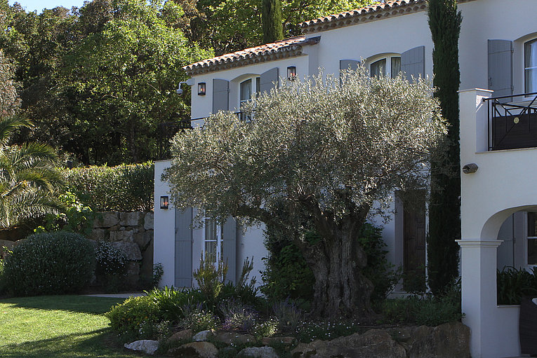 Althoff Belrose Villa Rental in St. Tropez Sans Souci Olivenbaum im Garten im Sommer